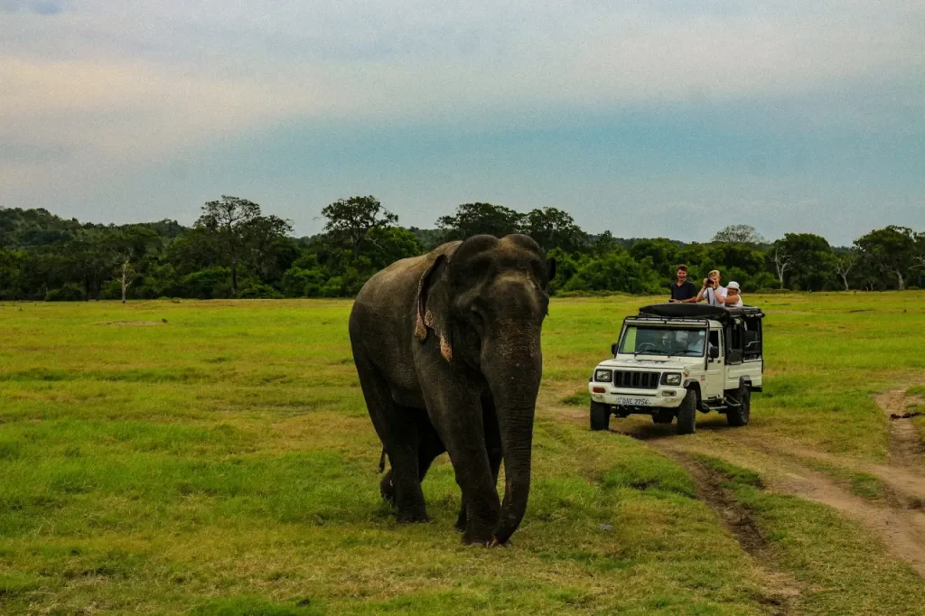 sri lanka safari