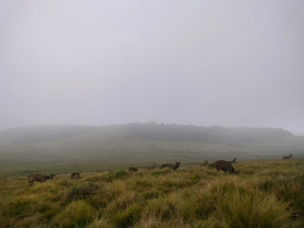 Horton Plains National Park